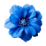 vecteezy_ai-generated-blue-flower-isolated-on-transparent-background_35199244